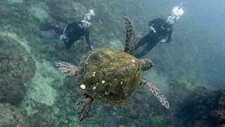 気温は低めな八丈島、うねりはあるが八重根で【体験ダイビング】