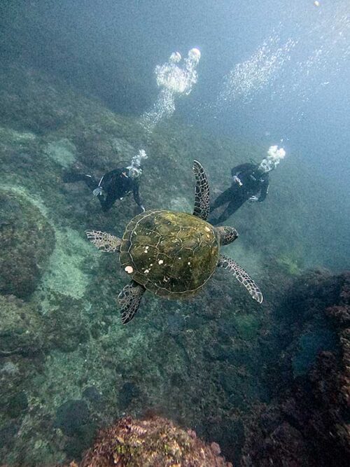 下からウミガメ見上げて見たり