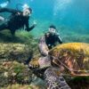 暑さも感じる八丈島、うねりはあるが八重根で【体験ダイビング】