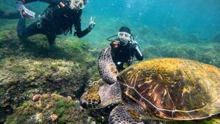 暑さも感じる八丈島、うねりはあるが八重根で【体験ダイビング】