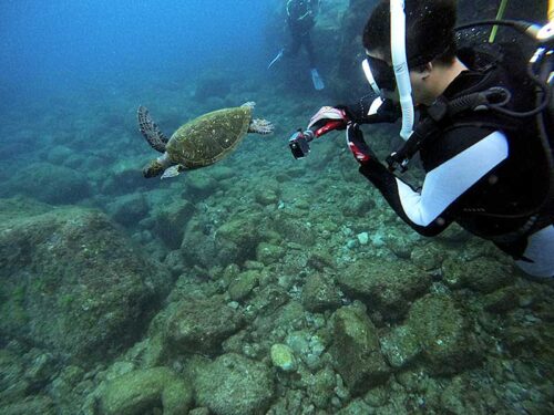 目の前ウミガメ泳いきたり