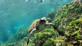 青空広がる八丈島、少しうねりはあるが八重根で【シュノーケリング】