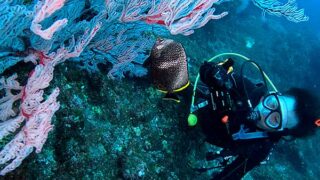 薄日は差し込む八丈島、穏やかな八重根とナズマドで【ダイビング】