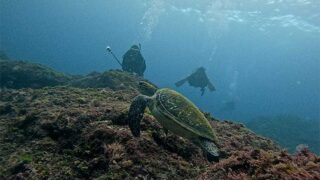 雲は広がる八丈島、落ち着いていた八重根とナズマドで【ダイビング】