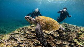 湿度は高い八丈島、穏やかな底土で【体験ダイビング】