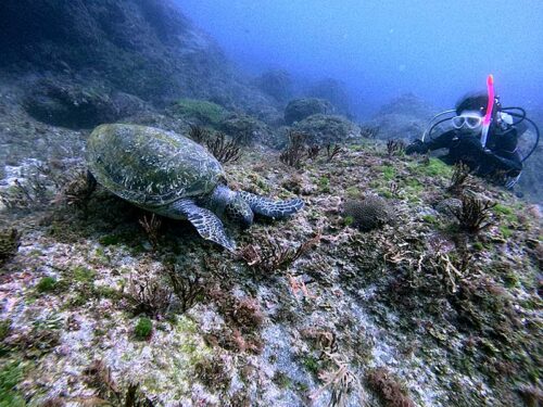 海藻食べてたウミガメ見たり