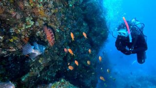風は弱めな八丈島、落ち着いていたナズマドと八重根で【ダイビング】