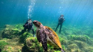 青空広がる八丈島、とっても穏やかな八重根で【体験ダイビング】