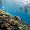 暑くなってた八丈島、穏やかな底土で【シュノーケリング】