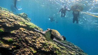 暑くなってた八丈島、穏やかな底土で【シュノーケリング】