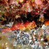 風は弱めな八丈島、落ち着いていたナズマドで【ダイビング】
