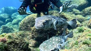 暑さも感じる八丈島、穏やかなナズマドで【ダイビング】