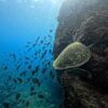 風は止んでた八丈島、穏やかなナズマドで【ダイビング】