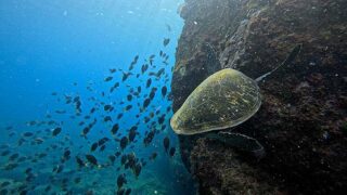 風は止んでた八丈島、穏やかなナズマドで【ダイビング】