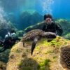 暑さは増してた八丈島、八重根とナズマドで【体験ダイビング】