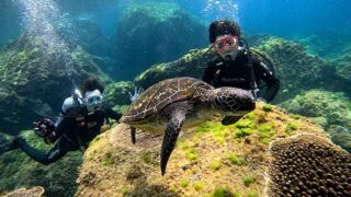 暑さは増してた八丈島、八重根とナズマドで【体験ダイビング】