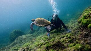 青空増えてた八丈島、概ね落ち着いていた八重根で【体験ダイビング】