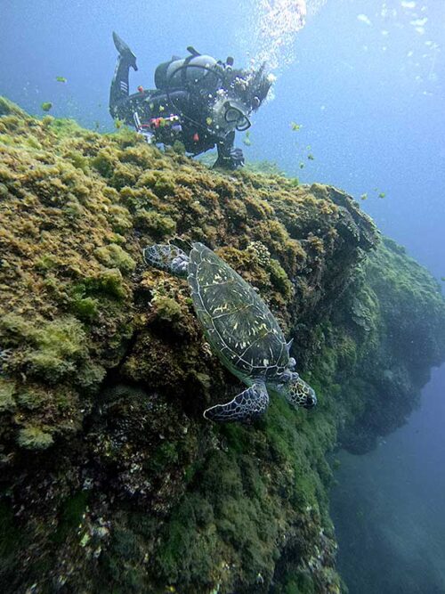 ちょっと沖出てウミガメ見たり