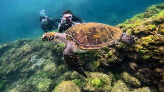南の風吹く八丈島、落ち着いていた八重根で【体験ダイビング】