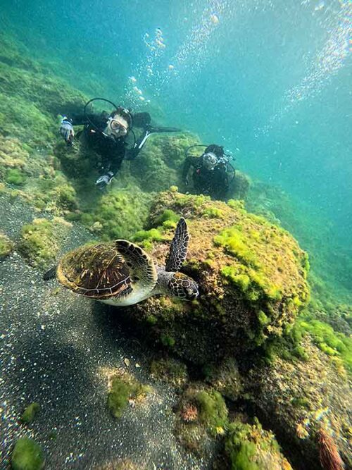 目の前泳ぐウミガメ見たり