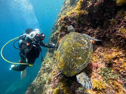 根の上の方で海藻食べてたアオウミガメ