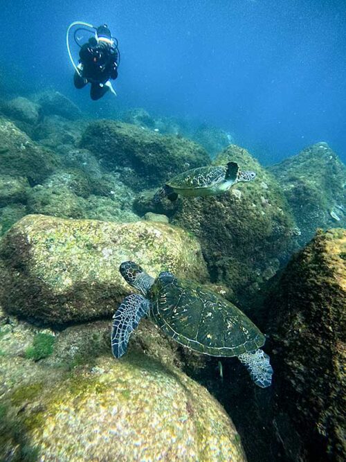 浅いところにウミガメいたり