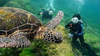 暑さは続く八丈島、少しうねりはあるが八重根で【体験ダイビング】