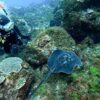 日中雨降る八丈島、概ね落ち着いていたナズマドで【ダイビング】