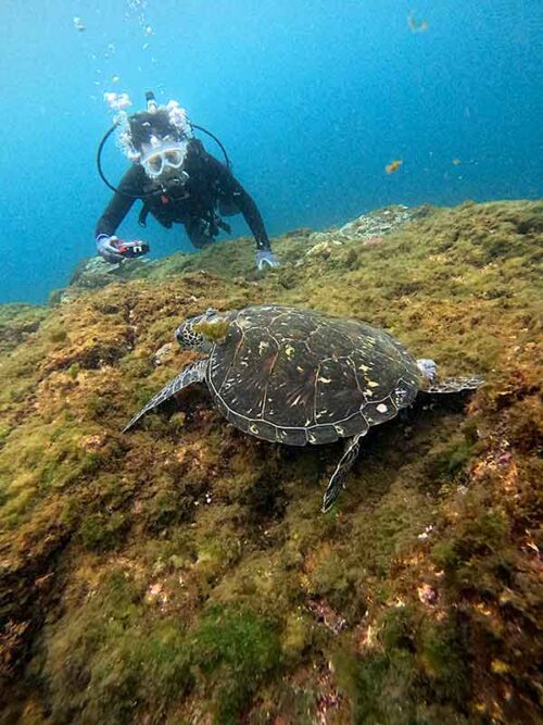 海藻食べてたアオウミガメ