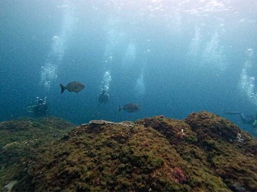 沖まで出れ水は綺麗になっていて