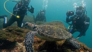 概ね晴れてた八丈島、うねりはあるが八重根で【ダイビング】