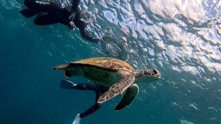 南の風吹く八丈島、手前は落ち着いていた底土で【シュノーケリング】
