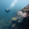 青空広がる八丈島、うねりはあるが底土とナズマドで【ダイビング】