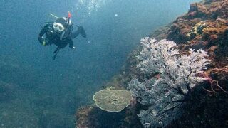 青空広がる八丈島、うねりはあるが底土とナズマドで【ダイビング】