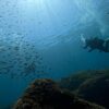 風は弱まる八丈島、若干うねりはあるがナズマドと八重根で【ダイビング】