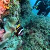 夏空続く八丈島、うねりはあるが八重根とナズマドで【ダイビング】