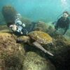 風は弱まる八丈島、うねりはあるが八重根で【体験ダイビング】