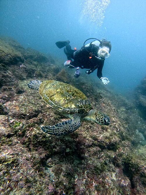 ウミガメ見ながら泳いで周り
