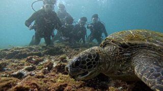 青空続く八丈島、概ね落ち着く底土で【体験ダイビング】