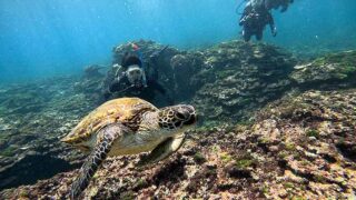 青空広がる八丈島、概ね落ち着く底土で【体験ダイビング】