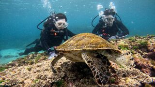 青空見られた八丈島、落ち着いていた底土で【体験ダイビング】