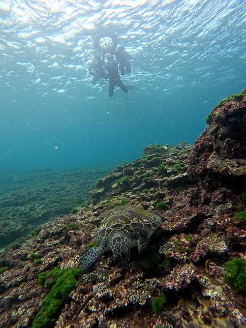 海藻食べてたウミガメいたり