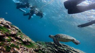 雲は増えてた八丈島、落ち着いていた底土で【シュノーケリング】