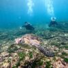 青空見えてた八丈島、概ね落ち着いていた底土で【体験ダイビング】
