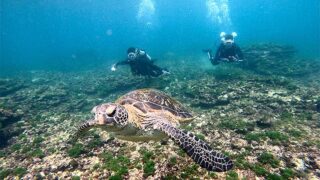 青空見えてた八丈島、概ね落ち着いていた底土で【体験ダイビング】
