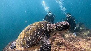 青空広がる八丈島、時折強めなうねりはあるが八重根で【体験ダイビング】