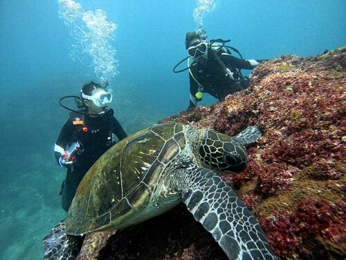 海藻食べてたウミガメ見たり