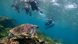 風は弱めな八丈島、少しうねりはあるが底土で【シュノーケリング】