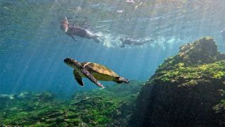 風は弱めな八丈島、若干うねりはあるが底土で【シュノーケリング】
