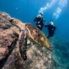 風は弱めな八丈島、概ね落ち着いていた八重根で【体験ダイビング】